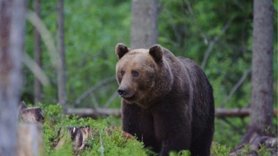 Karud, hundid ja lindude ränne - loomavaatlusreis Eestis